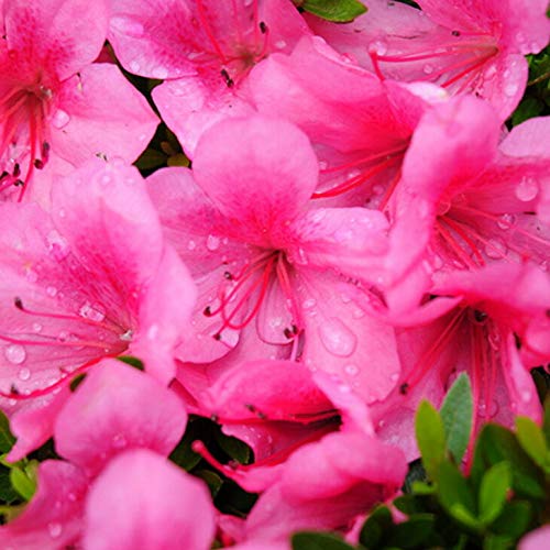 Amazon | さつき 苗 【大盃 （おおさかずき）】 4号ポット苗 | 植木